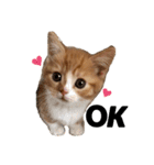 chacha"（個別スタンプ：1）