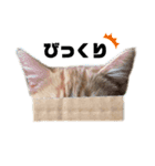 chacha"（個別スタンプ：4）