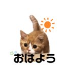 chacha"（個別スタンプ：6）