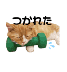 chacha"（個別スタンプ：9）