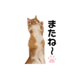 chacha"（個別スタンプ：11）