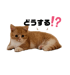 chacha"（個別スタンプ：14）