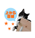 ステイホームてんちゃん（個別スタンプ：16）