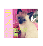 太郎の日常①（個別スタンプ：2）