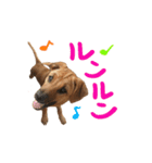 おちゃめな 土佐ピットくん（個別スタンプ：3）