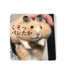くりきんとんの日常（個別スタンプ：1）