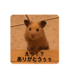 くりきんとんの日常（個別スタンプ：9）