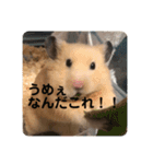 くりきんとんの日常（個別スタンプ：14）