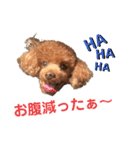 コハク（トイプードル  男子  散歩大好き）（個別スタンプ：1）