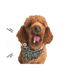 コハク（トイプードル  男子  散歩大好き）（個別スタンプ：4）