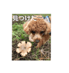 コハク（トイプードル  男子  散歩大好き）（個別スタンプ：5）