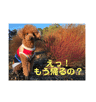 コハク（トイプードル  男子  散歩大好き）（個別スタンプ：8）