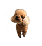 コハク（トイプードル  男子  散歩大好き）（個別スタンプ：10）