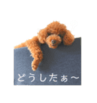 コハク（トイプードル  男子  散歩大好き）（個別スタンプ：11）
