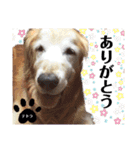 テトラのスタンプだよ（個別スタンプ：4）
