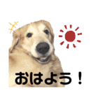 テトラのスタンプだよ（個別スタンプ：6）