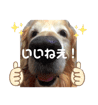 テトラのスタンプだよ（個別スタンプ：8）