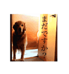 テトラのスタンプだよ（個別スタンプ：18）