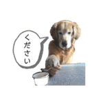 テトラのスタンプだよ（個別スタンプ：19）