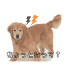 テトラのスタンプだよ（個別スタンプ：24）