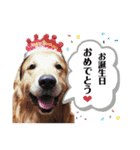 テトラのスタンプだよ（個別スタンプ：29）