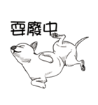可愛いチワワ皆さんと楽しみ（個別スタンプ：2）