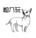 可愛いチワワ皆さんと楽しみ（個別スタンプ：3）