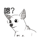 可愛いチワワ皆さんと楽しみ（個別スタンプ：4）