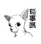 可愛いチワワ皆さんと楽しみ（個別スタンプ：6）