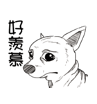 可愛いチワワ皆さんと楽しみ（個別スタンプ：12）