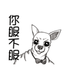 可愛いチワワ皆さんと楽しみ（個別スタンプ：15）