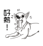 可愛いチワワ皆さんと楽しみ（個別スタンプ：19）