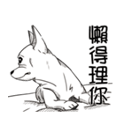 可愛いチワワ皆さんと楽しみ（個別スタンプ：20）