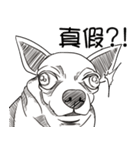 可愛いチワワ皆さんと楽しみ（個別スタンプ：31）