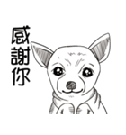 可愛いチワワ皆さんと楽しみ（個別スタンプ：38）