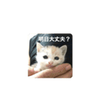 かぎ屋のネコスタンプ 1（個別スタンプ：1）