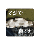 かぎ屋のネコスタンプ 1（個別スタンプ：5）