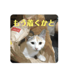 かぎ屋のネコスタンプ 1（個別スタンプ：7）