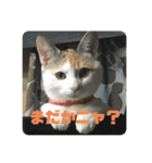 かぎ屋のネコスタンプ 1（個別スタンプ：8）