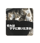 かぎ屋のネコスタンプ 1（個別スタンプ：9）