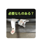 かぎ屋のネコスタンプ 1（個別スタンプ：12）