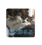 かぎ屋のネコスタンプ 1（個別スタンプ：13）