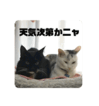 かぎ屋のネコスタンプ 1（個別スタンプ：17）