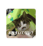 かぎ屋のネコスタンプ 1（個別スタンプ：18）