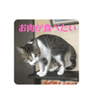 かぎ屋のネコスタンプ 1（個別スタンプ：19）