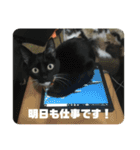 かぎ屋のネコスタンプ 1（個別スタンプ：20）