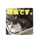 かぎ屋のネコスタンプ 1（個別スタンプ：21）