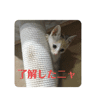 かぎ屋のネコスタンプ 1（個別スタンプ：23）