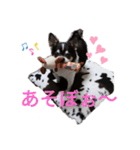 チワワのライくん（個別スタンプ：3）