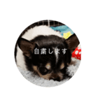 チワワのライくん（個別スタンプ：4）